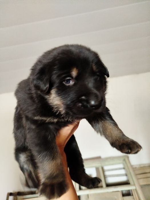 Готовятся к продаже щенки овчарки