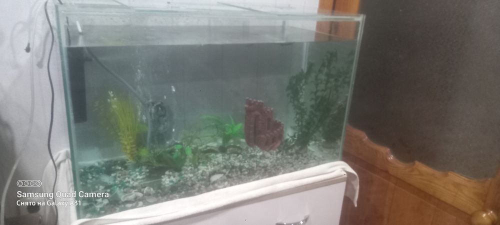 Аквариумные рыбки