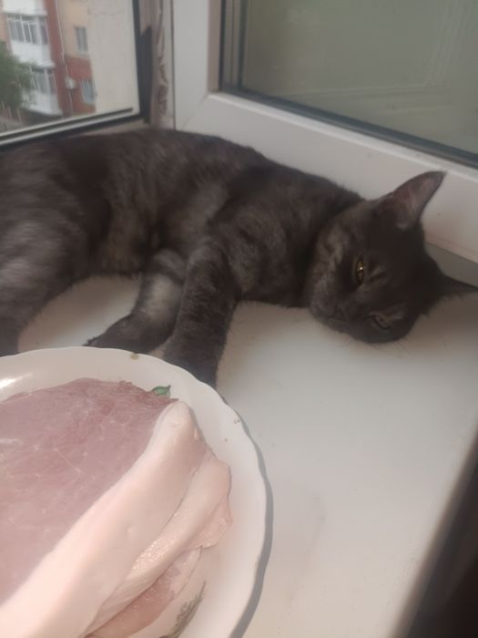 Отдам в добрые руки