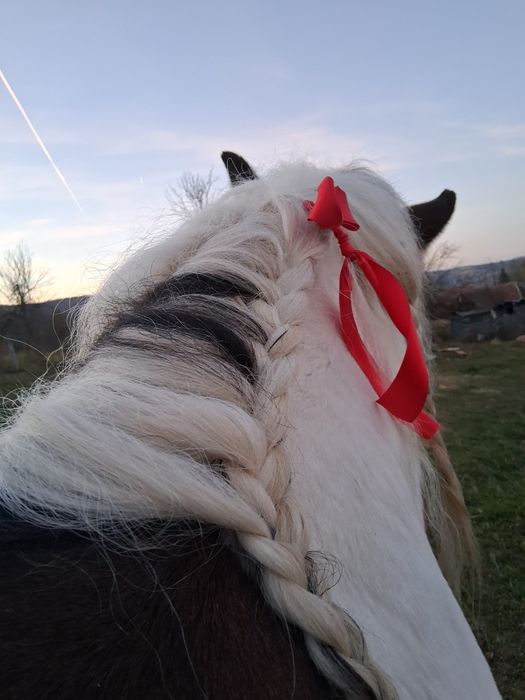 Armasar de rasă pentru monte