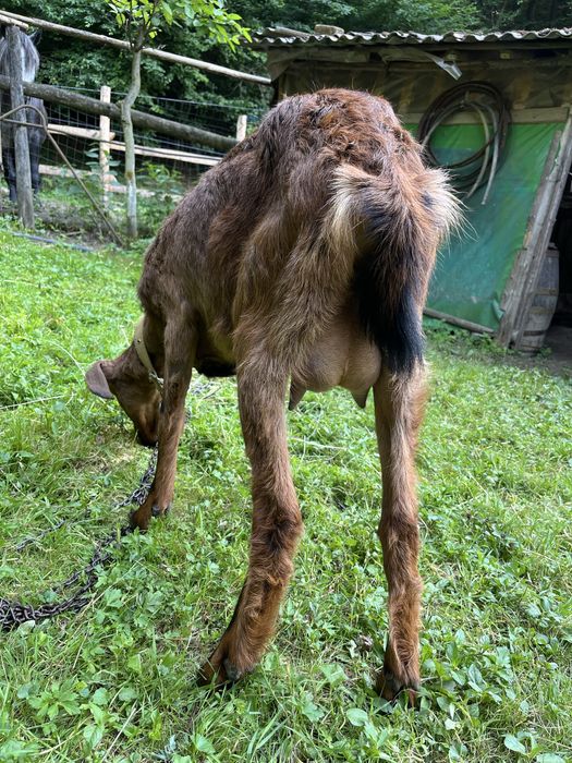 De vanzare capra metis aplin cu anglo