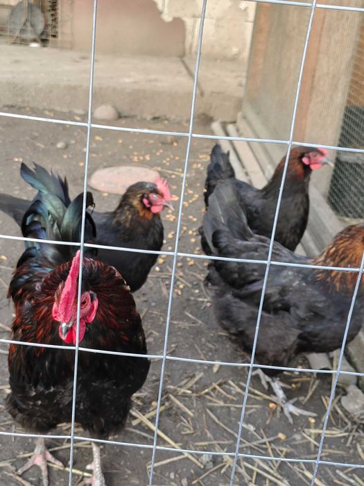 Ouă pentru incubat de Marans arămiu