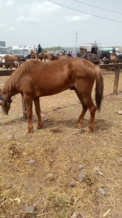 Сатамын семіз ,канды тай 1'5 жасар 560000
