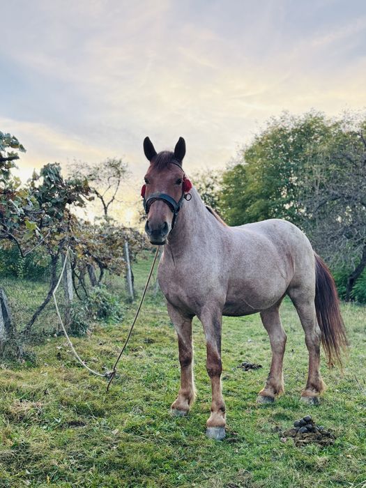 Vand cal foarte bland