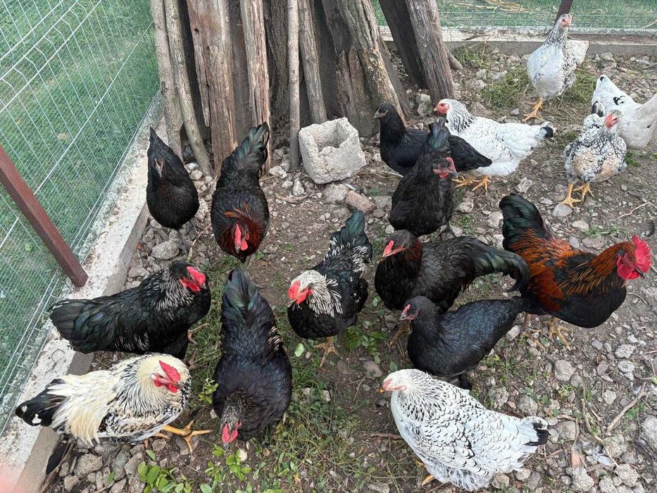 Cocosi de curte rasa Astrolop