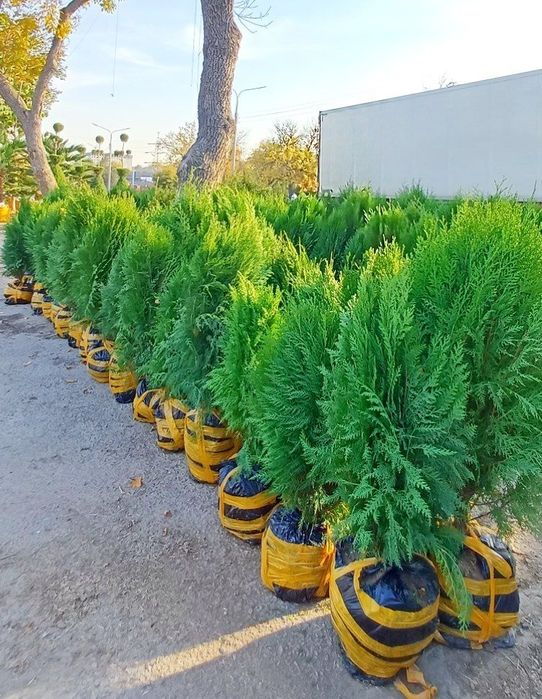 Йевропадан келтирилган узмзда йетиштирилган Кипарс Арчалармз бор