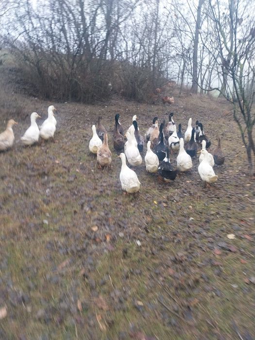 Vând rațe mute și rate de casă crescute bio