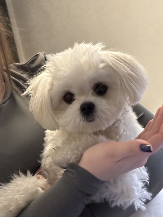 Ищем жениха нашей девочки