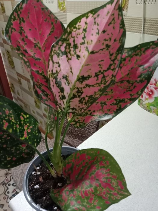 Аглаонема продам