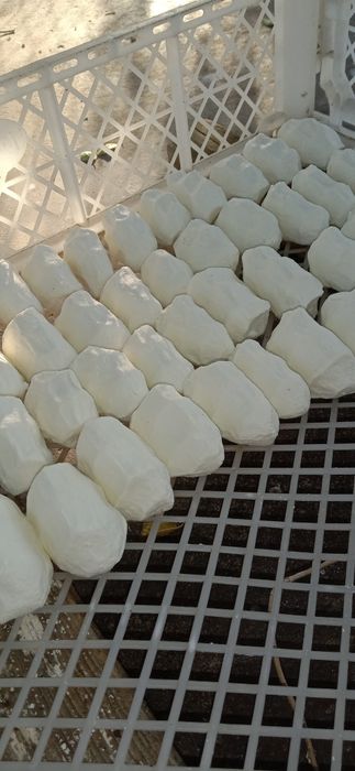 Домашний натуральный құрт сатылады