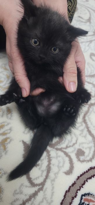 Scotish strayt sotiladi