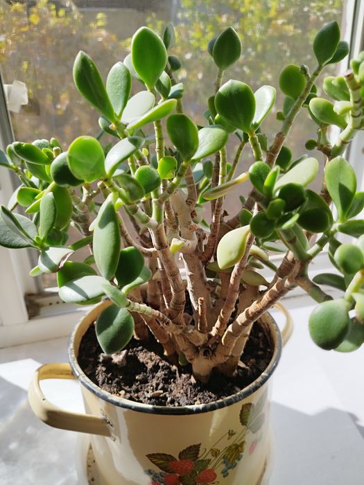 Продам комнатные цветы