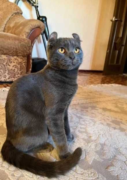 Йахши мушук сотилади