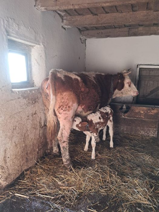 Vaca la a doua fatare și juninca