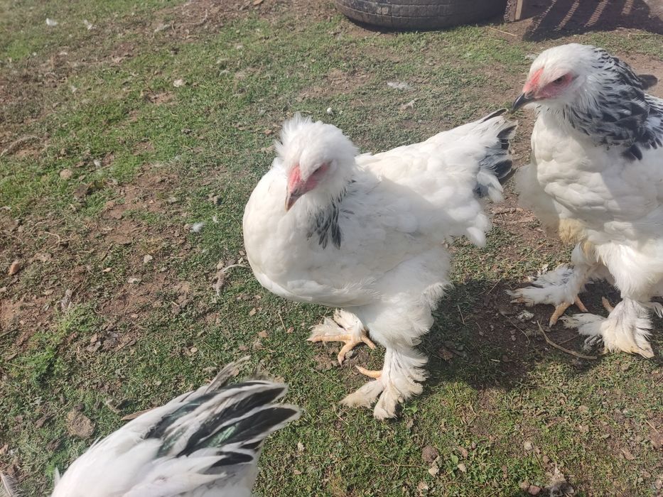 Продам цыплят брама белые