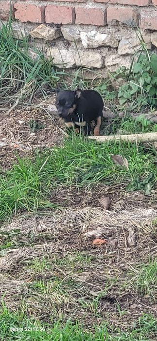 Сладки кучета подаряват