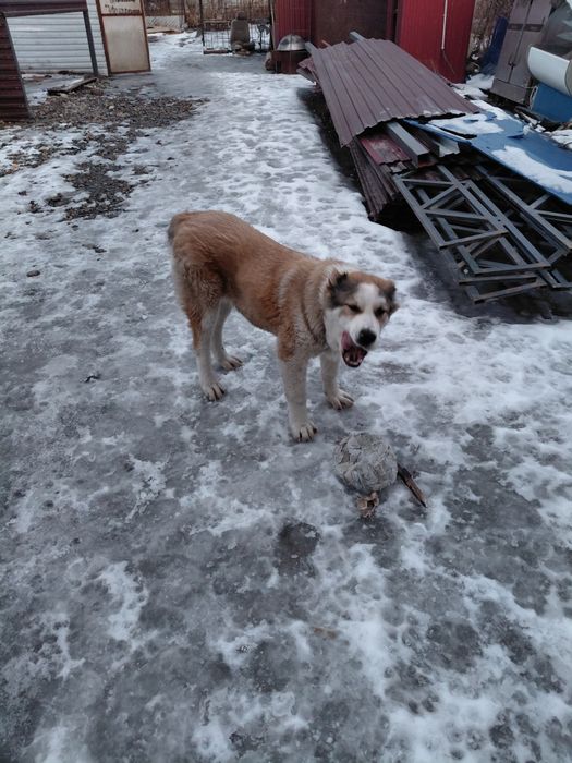 Продам собаку алабай