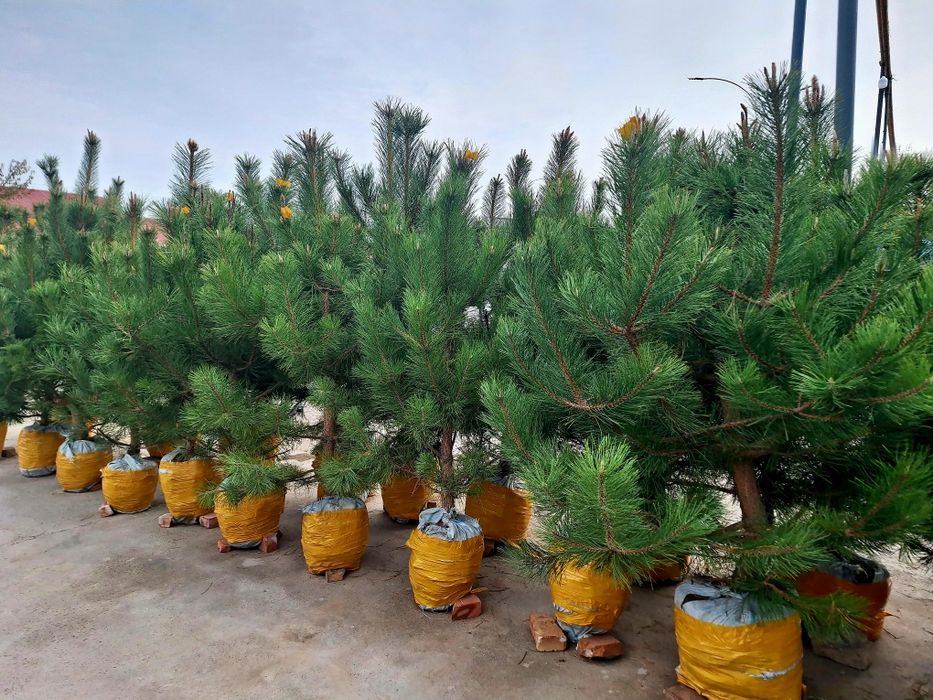 Арчалар. Гуллар. Декоративный арчалар