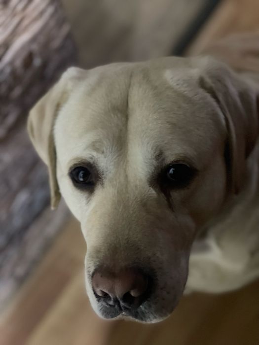 Вязка лабрадор, у нас кабель