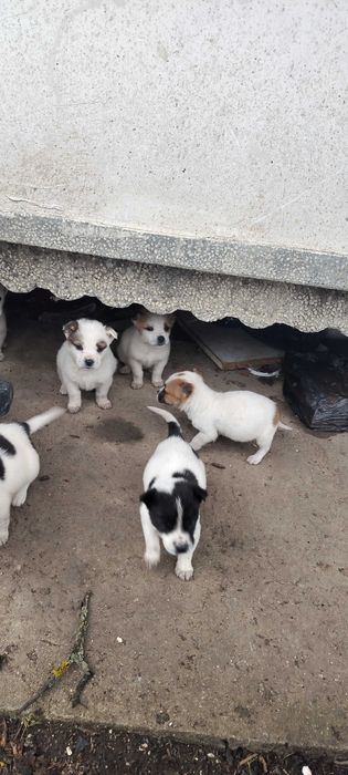 Джак Ръсел бебе на 2мес