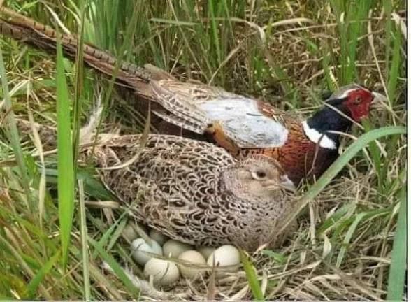 Ouă de fazan pentru incubat