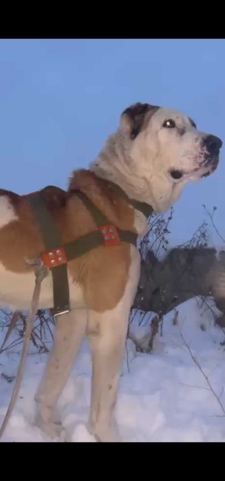 Молодой помес ит сатылады линиясы барр