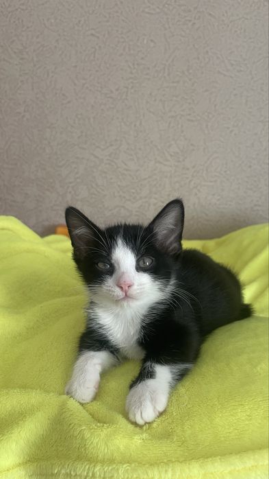 Продажа котят породы Манчкин