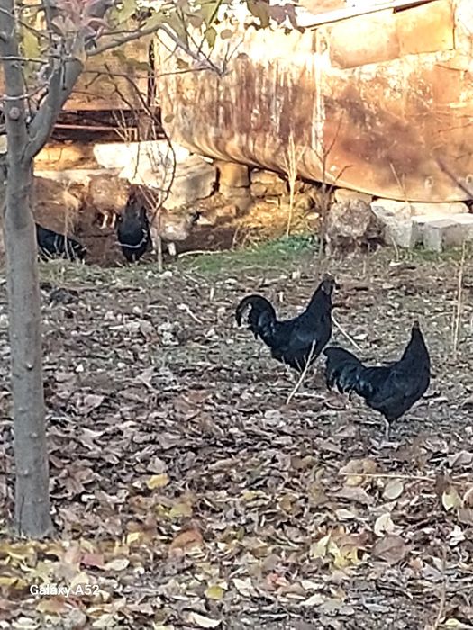 Зотдор хорозлар уйда бокилган соглом.