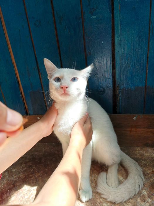 Молодой котик ищет хозяев