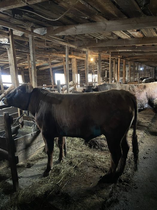 Продам бычков 5 голов