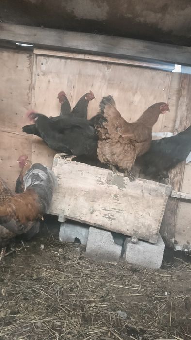 дамашни қораз сатылады