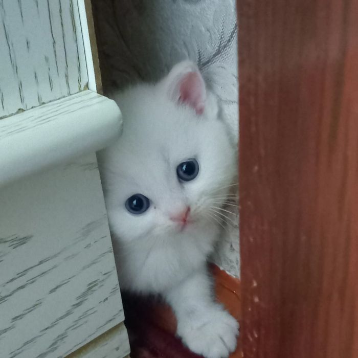 Parodali mushuk sotiladi