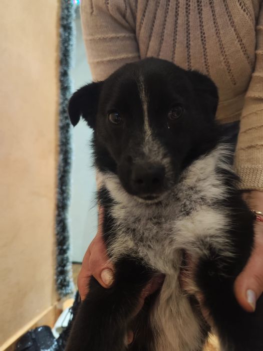 Donez cățel urgent