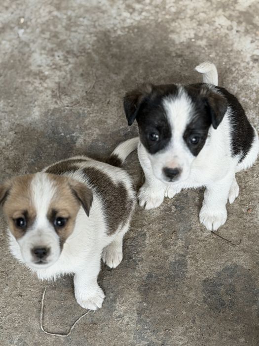 Отдаю щенят в добрые руки бесплатно.