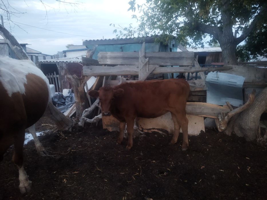 Крс продам и мрс