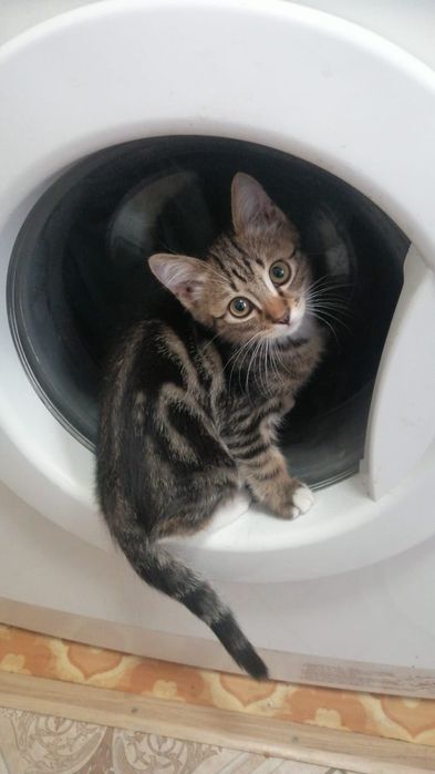Котёнок 2,5 месяцев