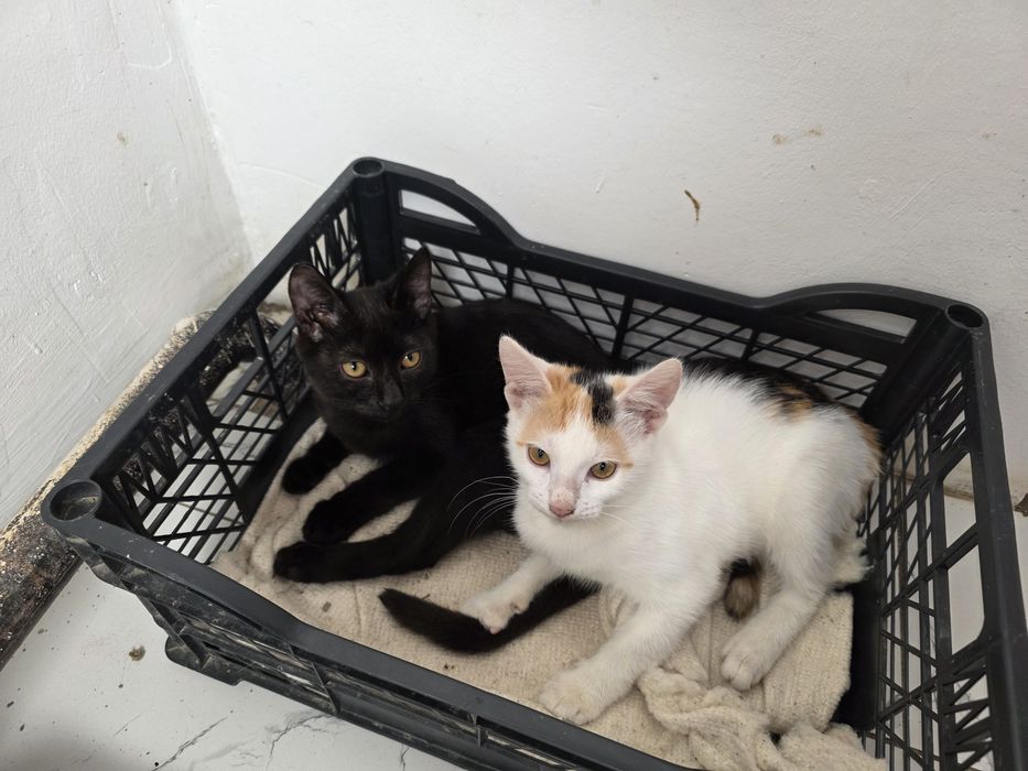 Котята бесплатно