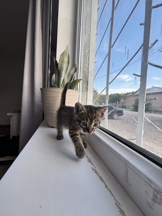 Котенок девочка в добрые руки!!!