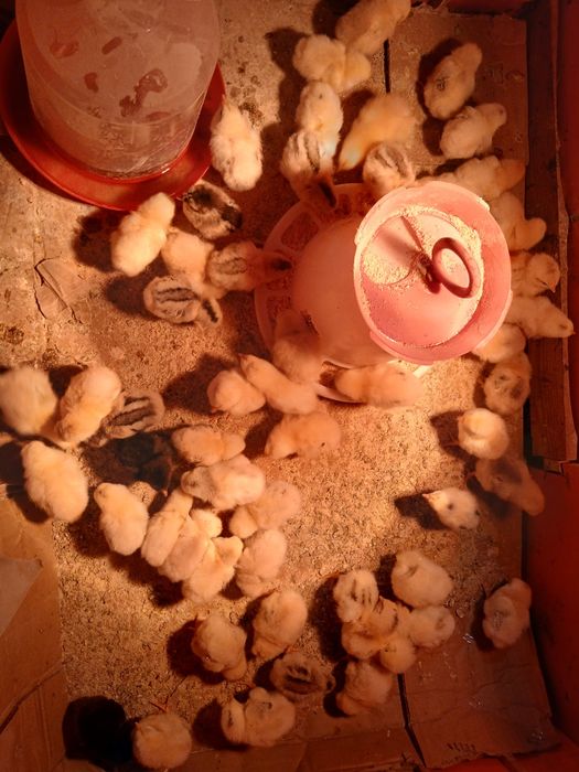 Vând puișori din oua de la găinile din curte!