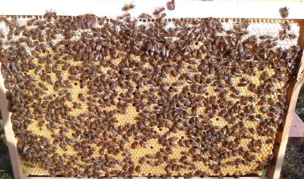 Vand familii de albine