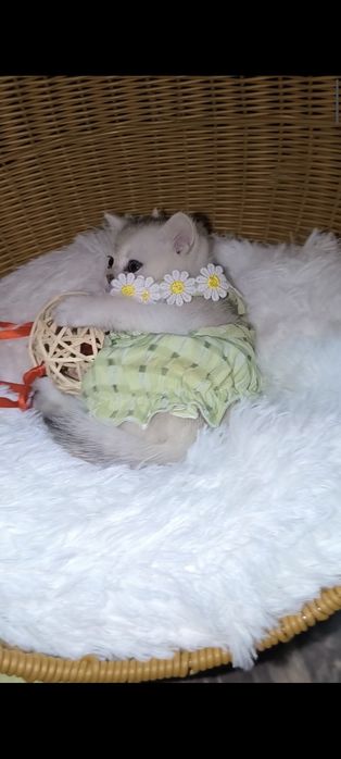 Шиншилла серебро супер премиум.