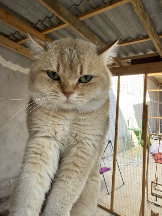 Шиншила 2 йош