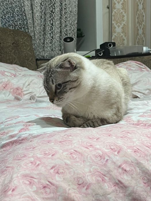 Шотландский вислаухий кот