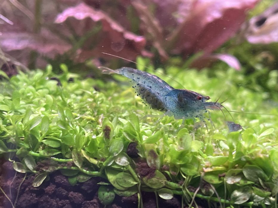Creveti caridina Deep Blue Aura / shrimp