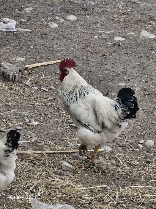 Адлер қораз сатылады