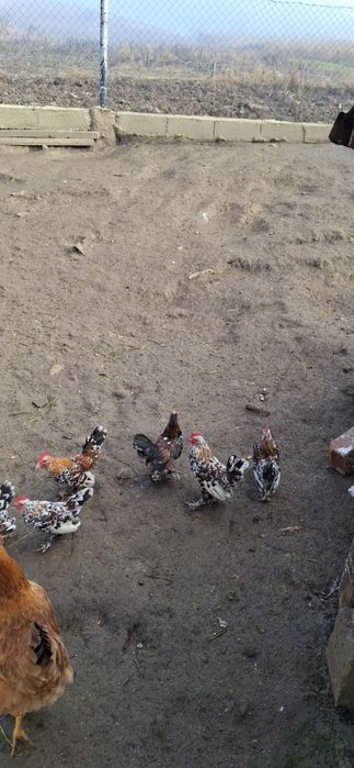 Cocosi richi Disponibili!