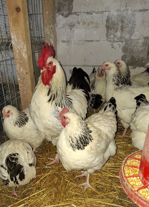 Pui si ouă  Jersey Giant,, Sussex HD si Porțelan ,Playmount.,Italiana