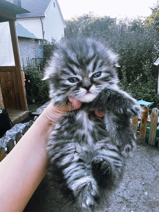 Котята шиншилла