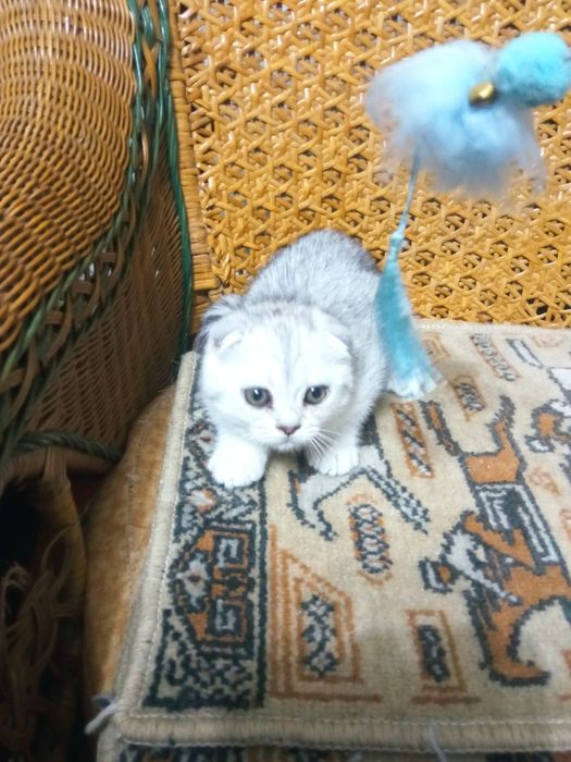 Шикарные вислоухие котята