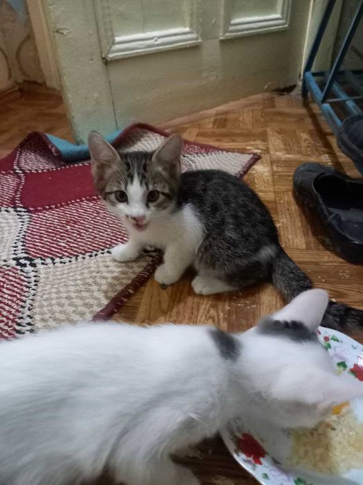 мушчалар яхши инсонларга берилади